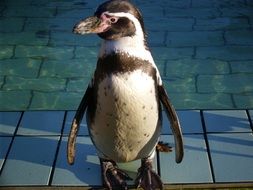 penguin ashore near the pool