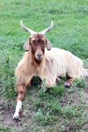 Domestic horned Goat on farm