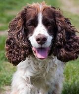 english spaniel