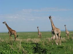 Giraffe Tanzania