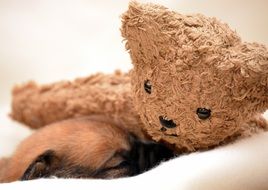 Puppy Dog Sleeping with teddy bear toy