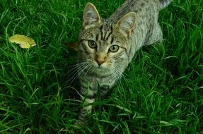 Cute domestic kitty on the grass