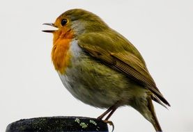 perched small robin