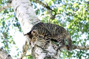 cat climbed a tree