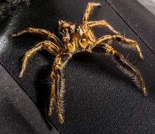 small jumping spider