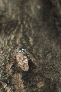 Japan Cicada