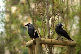 Dawson City Birds