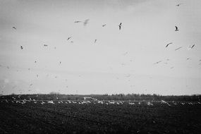 birds fly over a field in the countryside