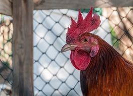 photo of a rooster in a cage
