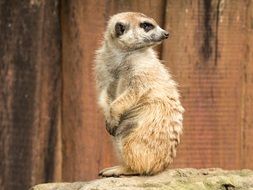 meerkat is a representative of the fauna