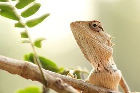 yellow lizard is a reptile