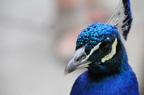 Blue and black Peacock