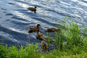 ducklings in the pond