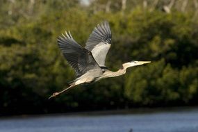 Beautiful great Blue heron in flight above water