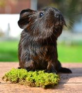 brown guinea pig with smooth fur