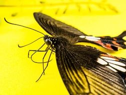 butterfly on the neon yellow surface