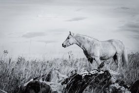 Horse stands on Meadow, black and white