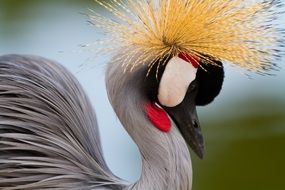 Beautiful biped bird