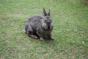 Rabbit Meadow