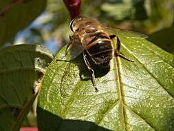 closeup view of big Insect on the bush