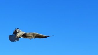 dove on a background of blue sky