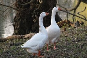 white geese