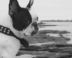 wondrous French Bulldog