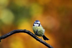 blue tit perched on the branch