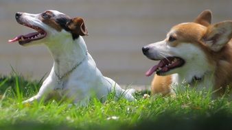 Domestic Dogs on a grass