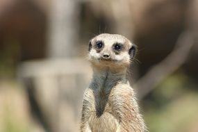 portrait of meerkat on blurry background