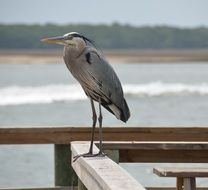 Great Blue Egret in nature