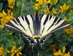 amazing scarce swallowtail Butterfly