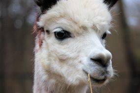 portrait of a white fluffy alpaca