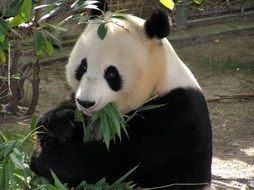 gorgeous beauty Giant Panda