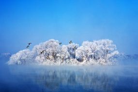 Migratory Birds above Lake at Winter