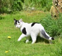 white cat with black spots is walking on the grass