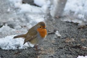 robin on snow in winter close-up