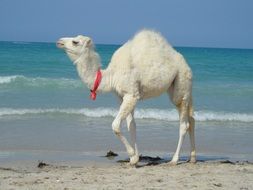 Camel Tunisia Animal