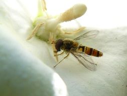 a wasp on a white flower collects pollen