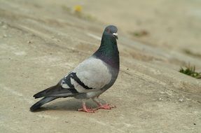photo of the pigeon on a road