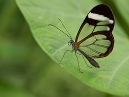 wonderful butterfly in the butterfly garden, Butterfly Park of Benalmadena