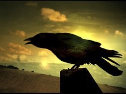 Black Raven bird on a roof