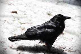 black raven stands on the snow