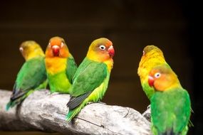 Love green Birds