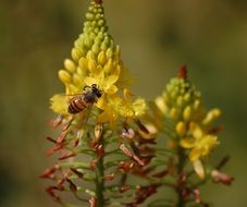 bee on a yellow flower in a field in summer