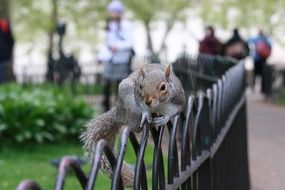 squirrel is crawling on the fence in the park
