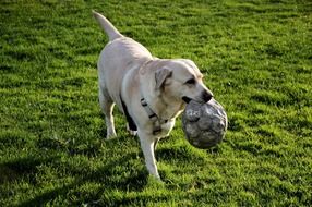 white dog with a ball in mouth