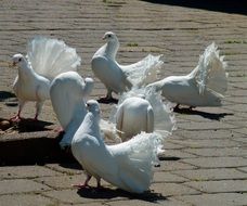 White Pigeons