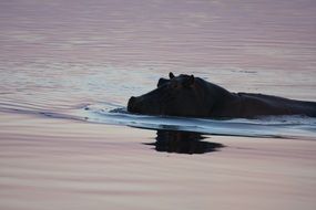 Hippo Swimming