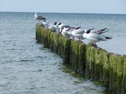 Birds on a Breakwater